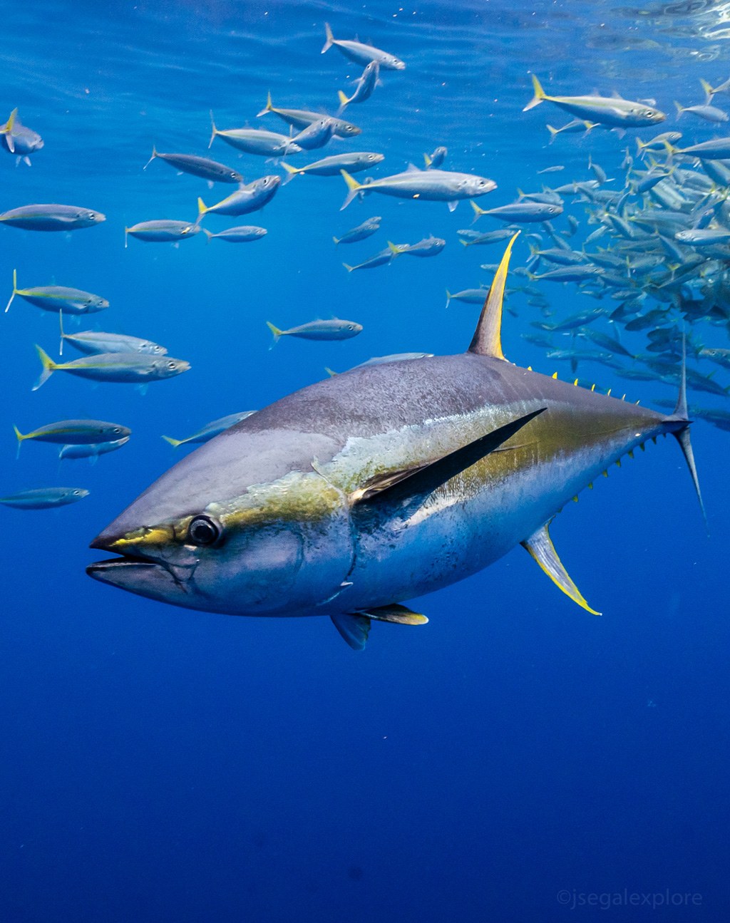 Yellow Fin Tuna